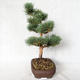 Außenbonsai - Pinus sylvestris Watereri - Waldkiefer VB2019-26848 - 3/4