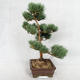 Außenbonsai - Pinus sylvestris Watereri - Waldkiefer VB2019-26852 - 3/4