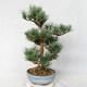 Außenbonsai - Pinus sylvestris Watereri - Waldkiefer VB2019-26859 - 3/4