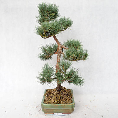 Außenbonsai - Pinus sylvestris Watereri - Waldkiefer VB2019-26877 - 3