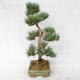 Außenbonsai - Pinus sylvestris Watereri - Waldkiefer VB2019-26877 - 3/4