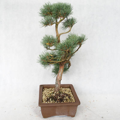 Außenbonsai - Pinus sylvestris Watereri - Waldkiefer VB2019-26878 - 3