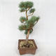 Außenbonsai - Pinus sylvestris Watereri - Waldkiefer VB2019-26878 - 3/4