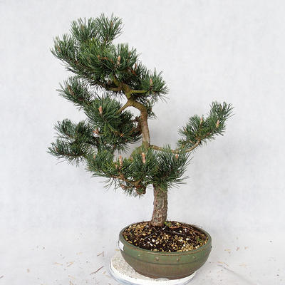 Outdoor Bonsai - Pinus Mugo - Kiefer kniend VB2019-26886 - 3