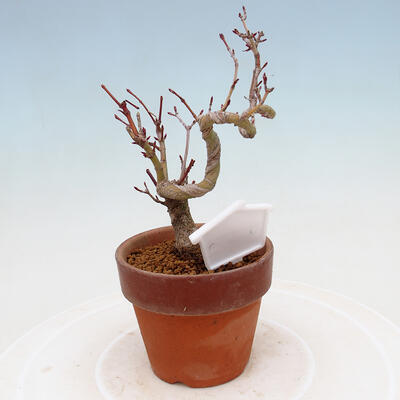 Bonsai im Freien Acer palmatum - Ahornpalme - 3