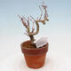 Bonsai im Freien Acer palmatum - Ahornpalme - 3/4
