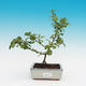 Outdoor-Bonsai - Chaneomeles japonica - kdoulovec - 3/3