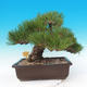 Bonsai im Freien - Pinus thunbergii - Thunberg-Kiefer - 3/6