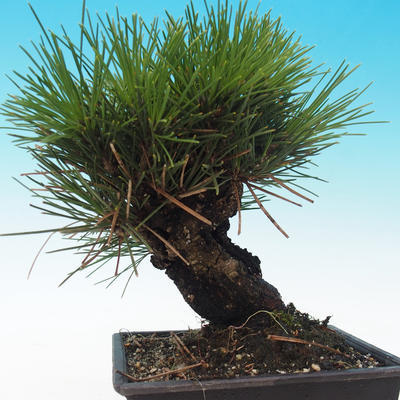 Outdoor-Bonsai - Pinus thunbergii corticosa - Kork Kiefer - 3