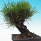 Outdoor-Bonsai - Pinus thunbergii corticosa - Kork Kiefer - 3/5