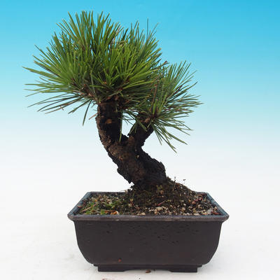 Outdoor-Bonsai - Pinus thunbergii corticosa - Kork Kiefer - 3
