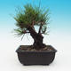 Outdoor-Bonsai - Pinus thunbergii corticosa - Kork Kiefer - 3/4