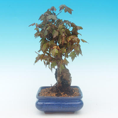 Shohin - Ahorn-Acer burgerianum auf Felsen - 3