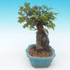 Shohin - Ahorn-Acer burgerianum auf Felsen - 3/6