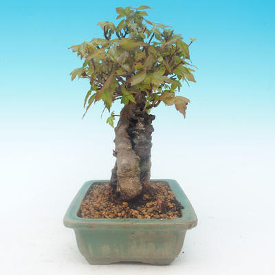 Shohin - Ahorn-Acer burgerianum auf Felsen - 3