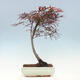 Bonsai im Freien - Acer palmatum RED PYGMY - 3/4