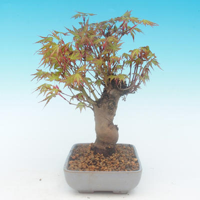 Shohin - Ahorn-Acer palmatum - 3