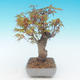 Shohin - Ahorn-Acer palmatum - 3/6