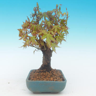 Shohin - Ahorn-Acer palmatum - 3
