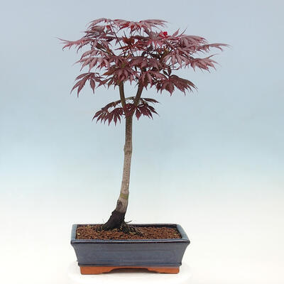 Freilandbonsai - Acer palmatum TROMPENBURG - 3