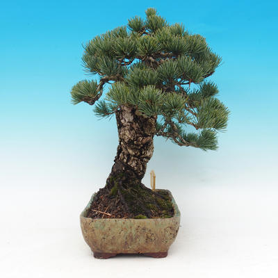 Outdoor-Bonsai - parviflora Kiefer - Pinus parviflora - 3
