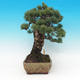 Outdoor-Bonsai - parviflora Kiefer - Pinus parviflora - 3/6