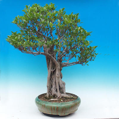 Zimmer Bonsai - Ficus kimmen - malolistý Ficus - 3