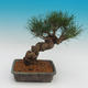 Pinus thunbergii - Kiefer thunbergova - 3/4