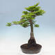 Bonsai im Freien - Acer palmatum Shishigashira - 3/7