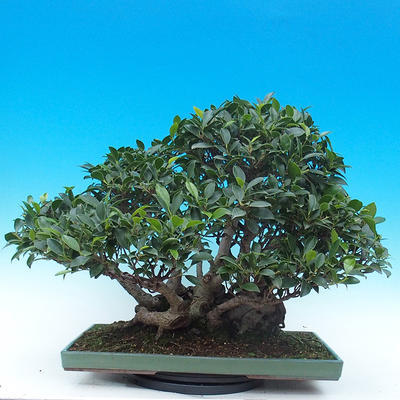 Zimmer Bonsai - Ficus kimmen - malolistý Ficus - 3