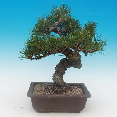 Pinus thunbergii - Kiefer thunbergova - 3