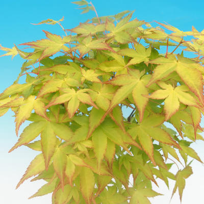 Acer palmatum Aureum - Maple dlanitolistý Gold - 3