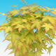 Acer palmatum Aureum - Maple dlanitolistý Gold - 3/3