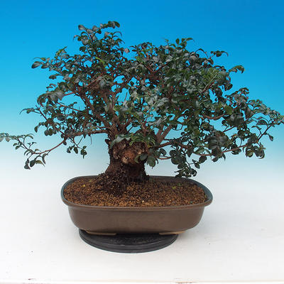 Zimmer bonsai- Pistachios - 3
