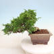 Outdoor bonsai - Juniperus chinensis Itoigawa - Chinese juniper - 3/5