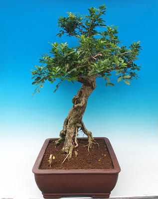 Zimmerbonsai - Muraya paniculata - 3