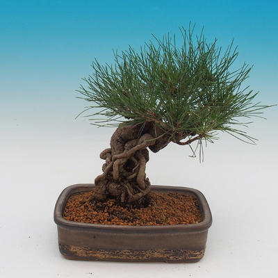 Pinus thunbergii - Kiefer thunbergova - 3