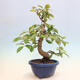 Outdoor bonsai - Pseudocydonia sinensis - Chinese quince - 3/6