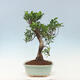 Zimmerbonsai - Ficus kimmen - kleinblättriger Ficus - 3/3