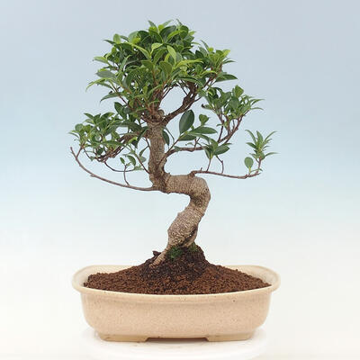 Zimmerbonsai - Ficus kimmen - kleinblättriger Ficus - 3