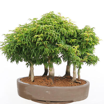 Bonsai im Freien - Acer palmatum SHISHIGASHIRA - Kleinblättriger Ahornwald - 3