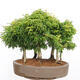 Bonsai im Freien - Acer palmatum SHISHIGASHIRA - Kleinblättriger Ahornwald - 3/4
