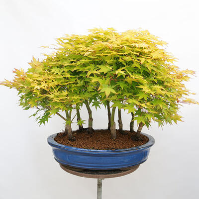 Bonsai im Freien - Acer palmatum Aureum - Palmblättriger Goldwaldahorn - 3