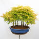 Bonsai im Freien - Acer palmatum Aureum - Palmblättriger Goldwaldahorn - 3/4