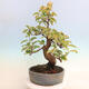 Outdoor bonsai - Pseudocydonia sinensis - Chinese quince - 3/6