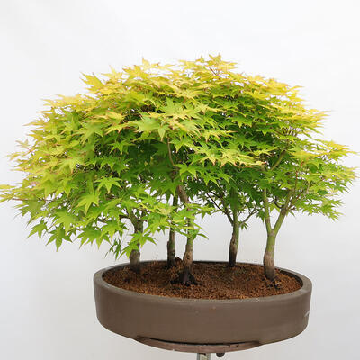 Bonsai im Freien - Acer palmatum Aureum - Palmblättriger Goldwaldahorn - 3