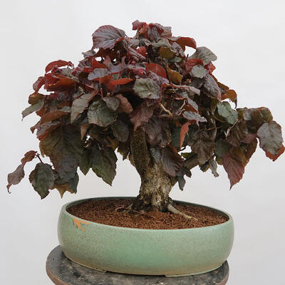 Bonsai im Freien - Corylus Avellana Red Majestic - Haselnuss - 3