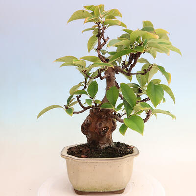 Bonsai im Freien - Pseudocydonia sinensis - Chinesische Quitte - 3