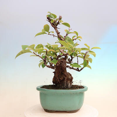 Bonsai im Freien - Pseudocydonia sinensis - Chinesische Quitte - 3