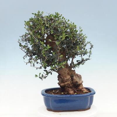 Indoor-Bonsai - Olea europaea sylvestris - Europäisches kleinblättriges Olivenöl - 3